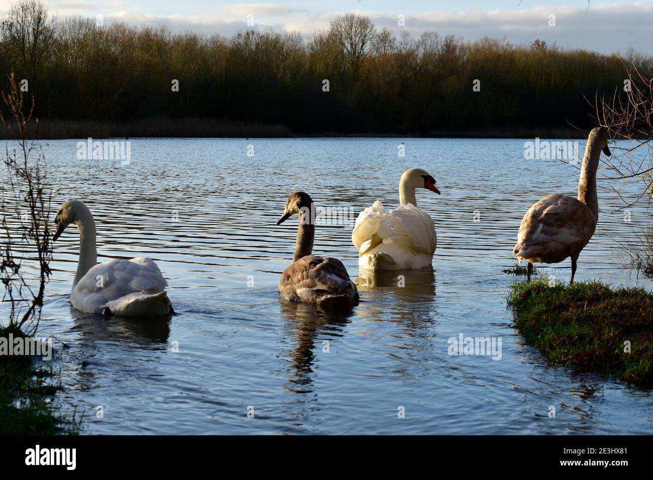 Bevy of Mute Swans at Rushden Lakes Stock Photo