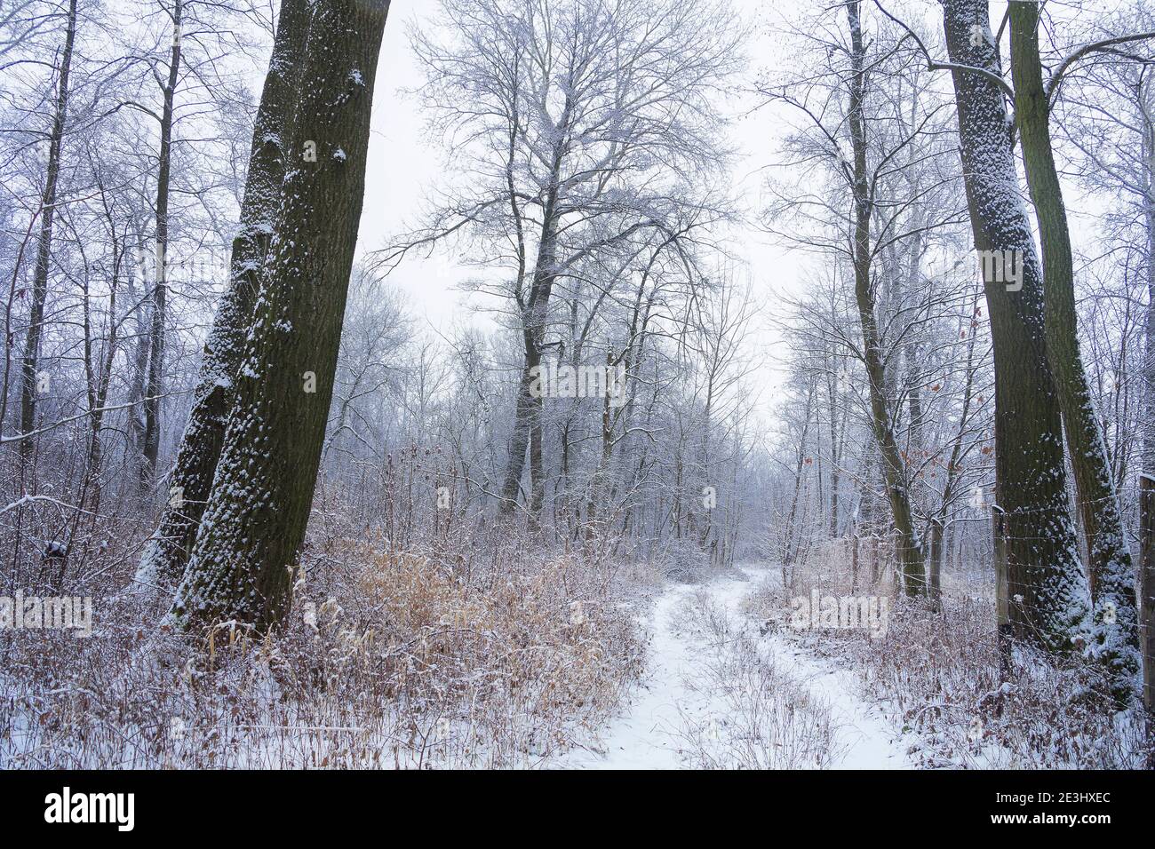 Narrow path leading through forest amongst trees covered with snow in winter morning Stock Photo