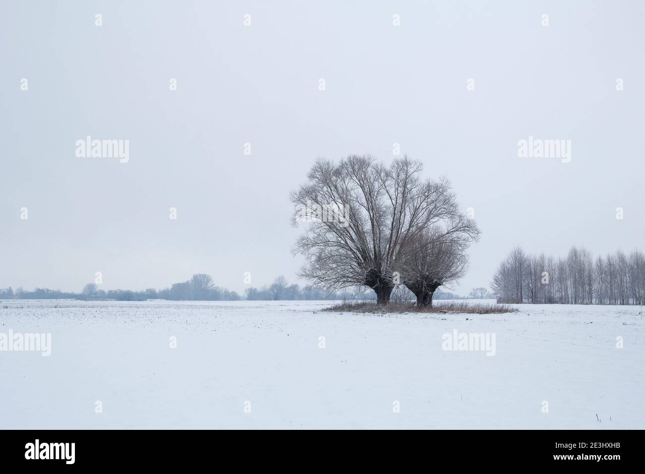 Two willow trees in rural polish landscape with white fields Stock Photo