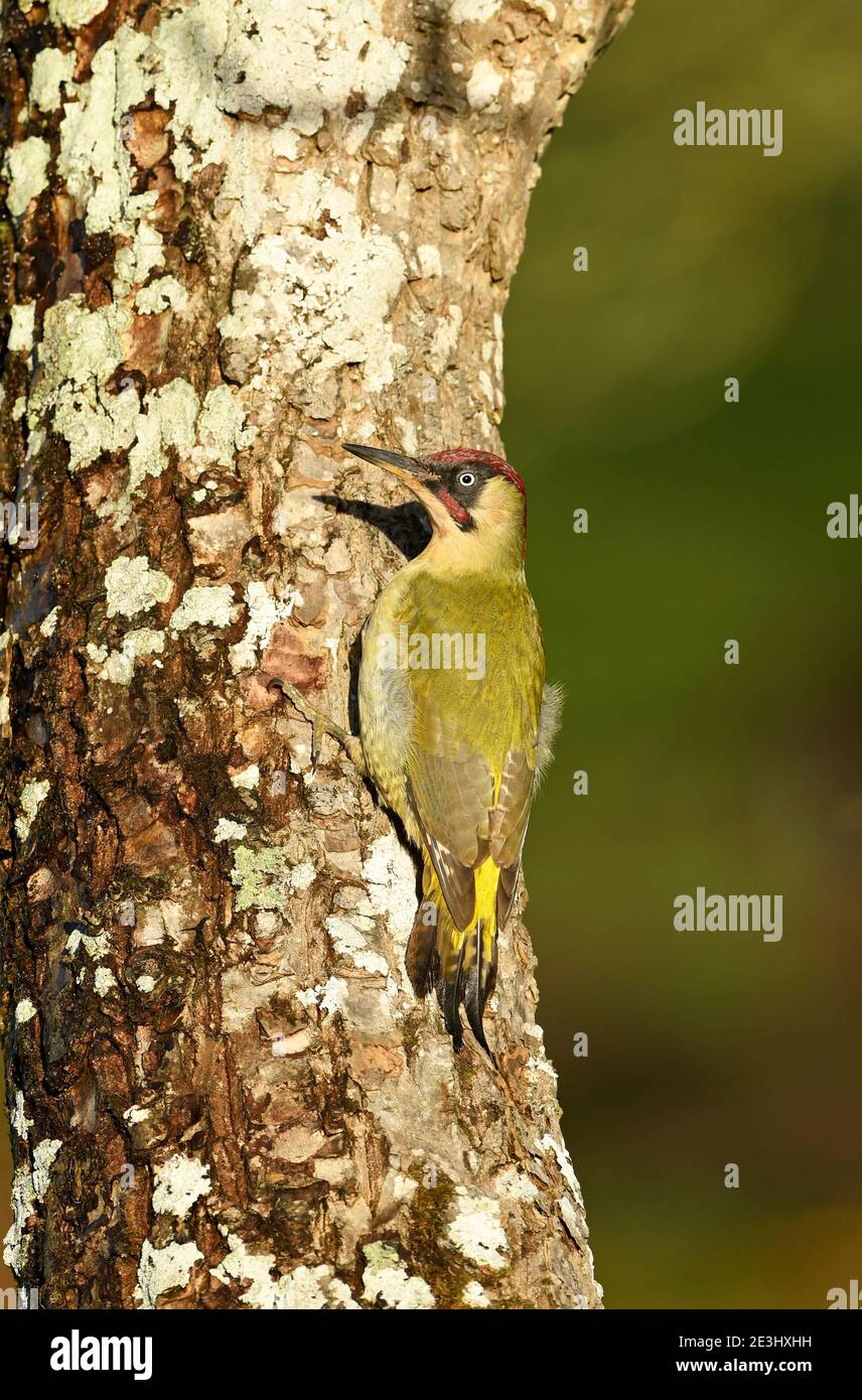European Green Woodpecker (Picus viridis) adult male resting on walnut tree trunk, Wales, November Stock Photo
