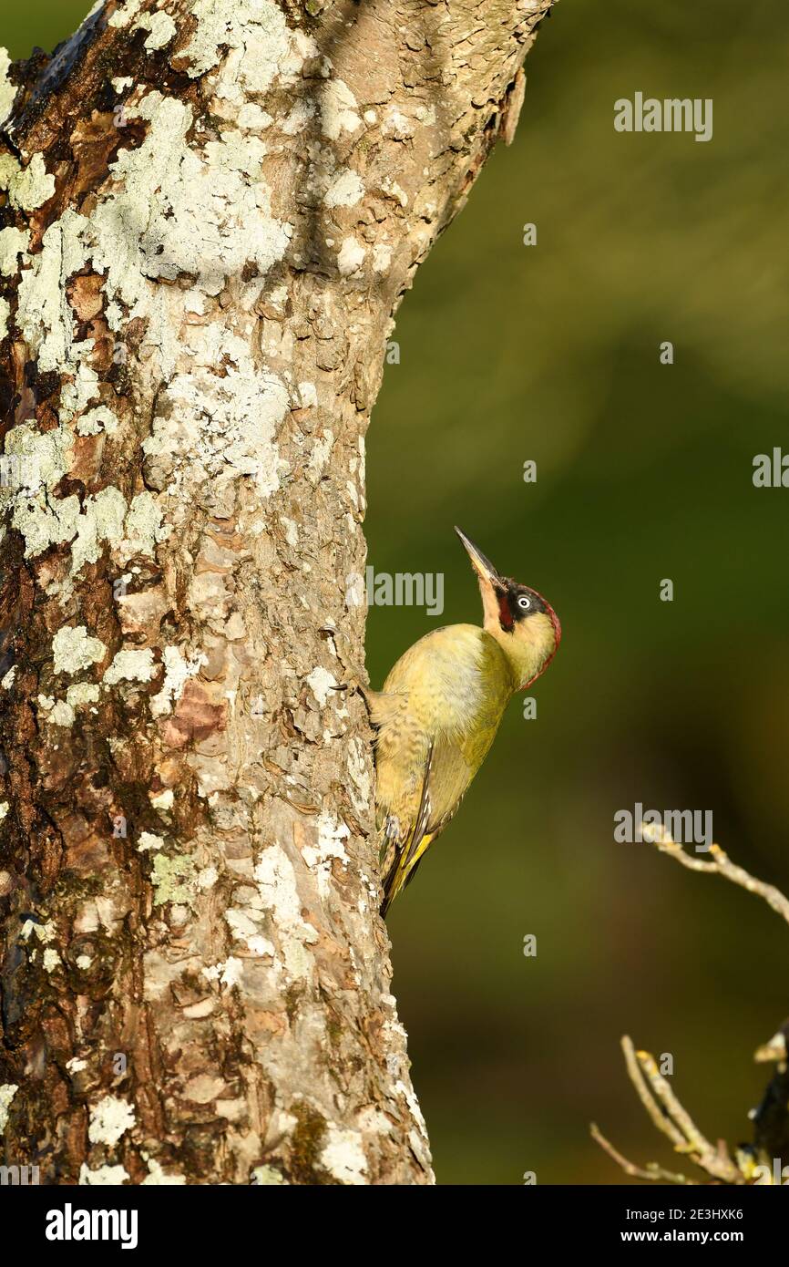 European Green Woodpecker (Picus viridis) adult male, resting on walnut tree trunk, Wales, November Stock Photo