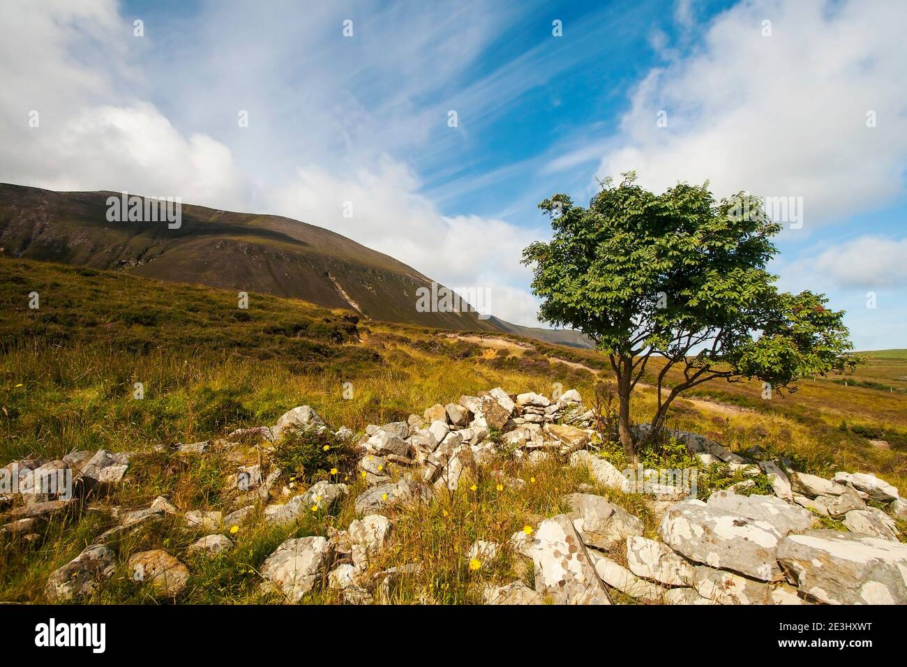 Single small tree with rocks in foreground and hill behind with blue sky with white clouds Stock Photo