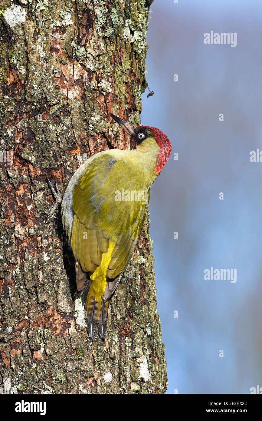 Green Woodpecker (Picus viridis) male perched on tree trunk, Wales, December Stock Photo