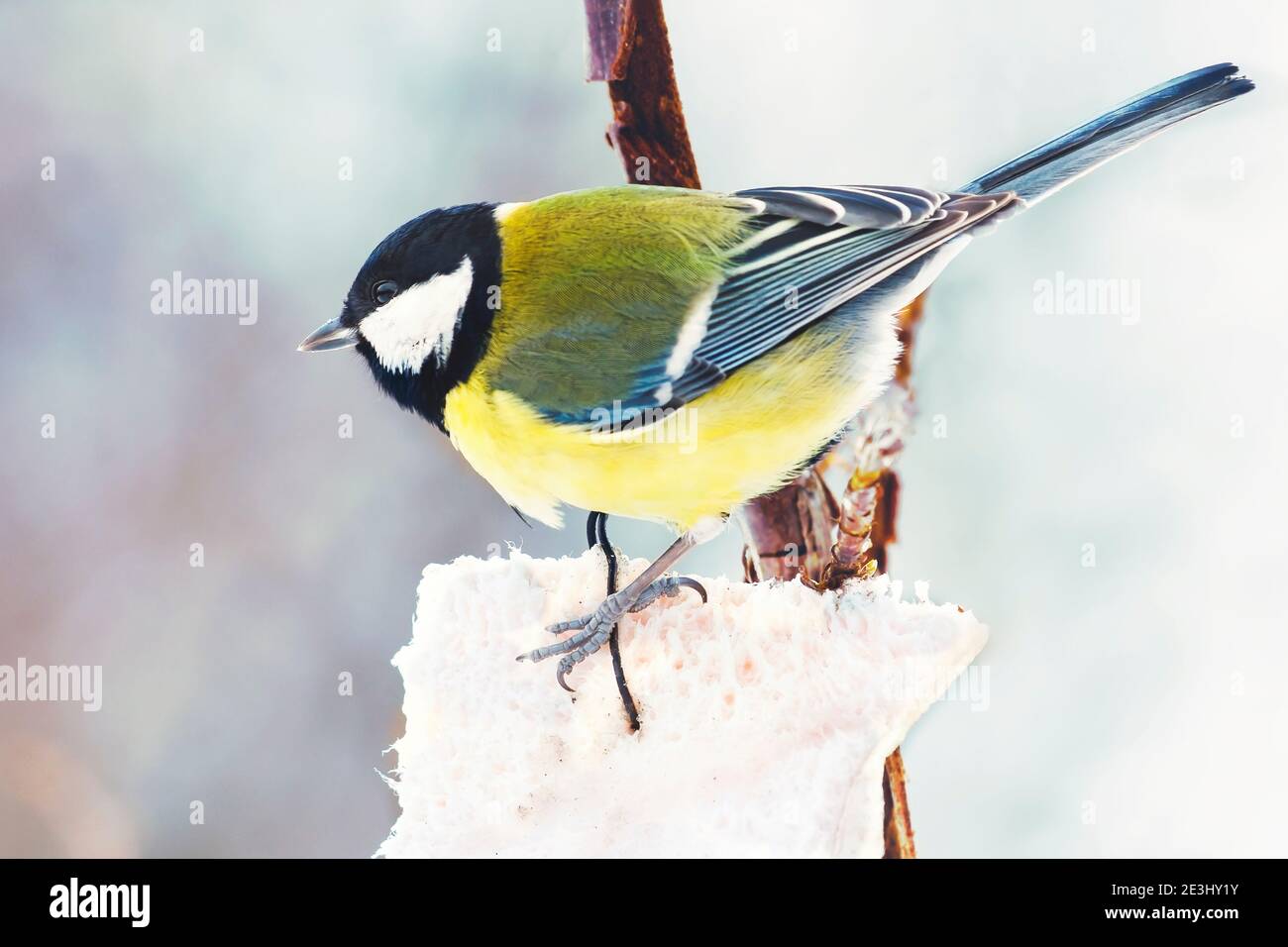 Great tit eating piece of lard hanging on tree branch in winter with blurred background Stock Photo
