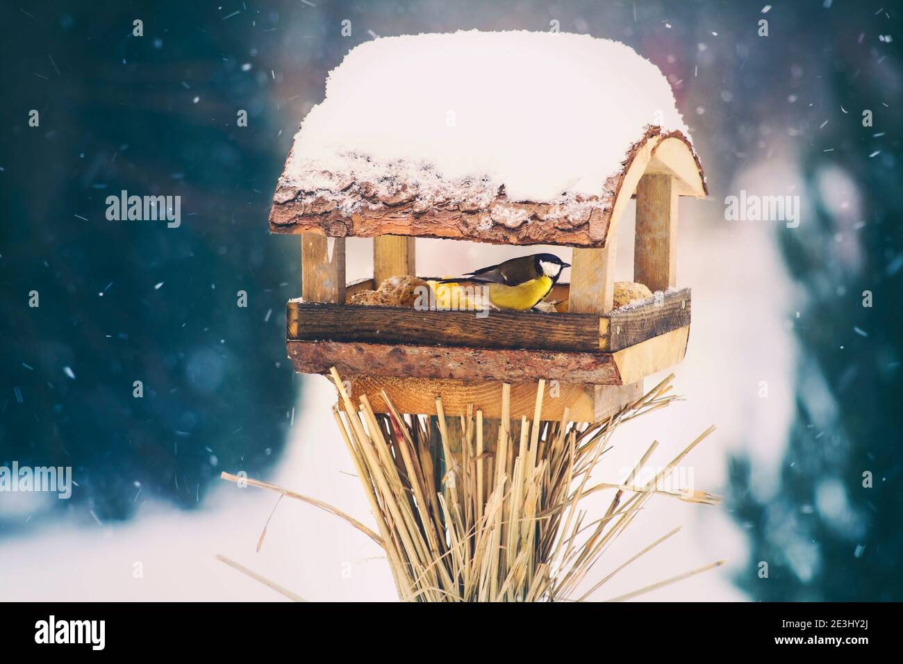 Great tit sitting on bird feeder covered with falling snow in winter with blurred background Stock Photo