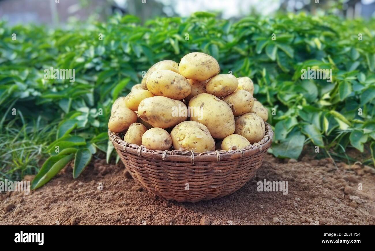 Fresh Potato in the busket. Fresh organic potatoes in the field, harvesting potatoes from soil. Selective focus. Stock Photo