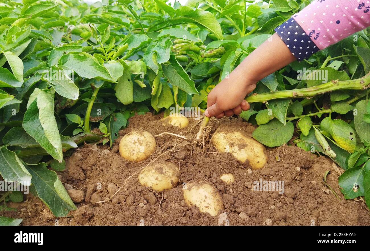Woman picking fresh potatoes during harvesting in potato field. Fresh Potato in potato field. Selective focus. Stock Photo