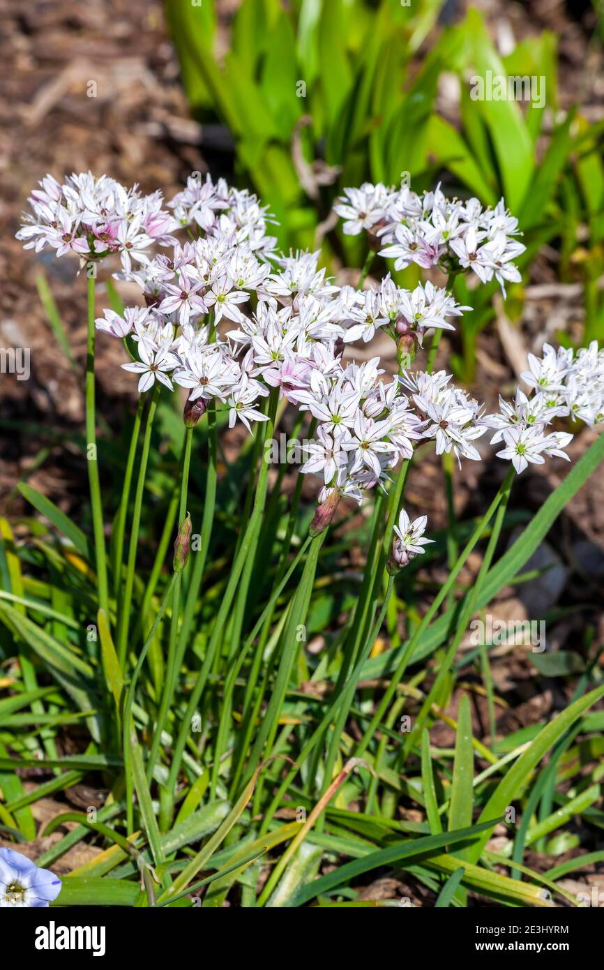 Allium trifoliatum 'Cameleon' an early summer flowering bulbous plant with a white pink summertime flower in June and commonly known as ornamental oni Stock Photo