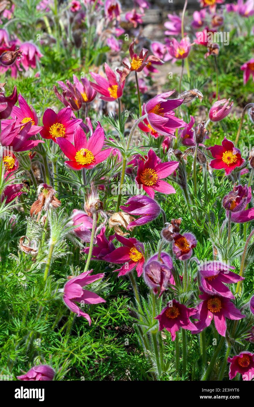 Pulsatilla vulgaris 'Rubra ' a spring perennial red flowering plant commonly known as pasque flower, stock photo image Stock Photo