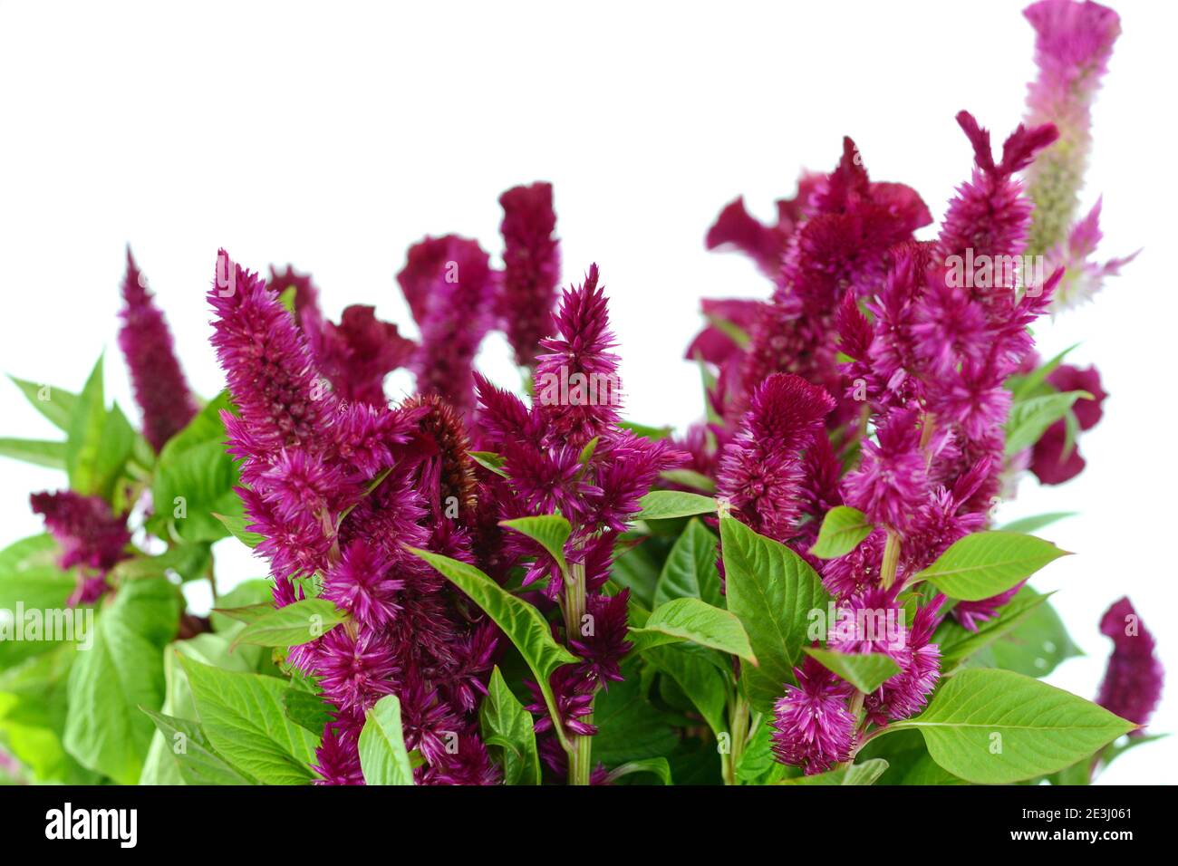 Celosia argentea L. isolated o white. Red, the heat of the flame. Celosia Spicata Deep Purple. Stock Photo