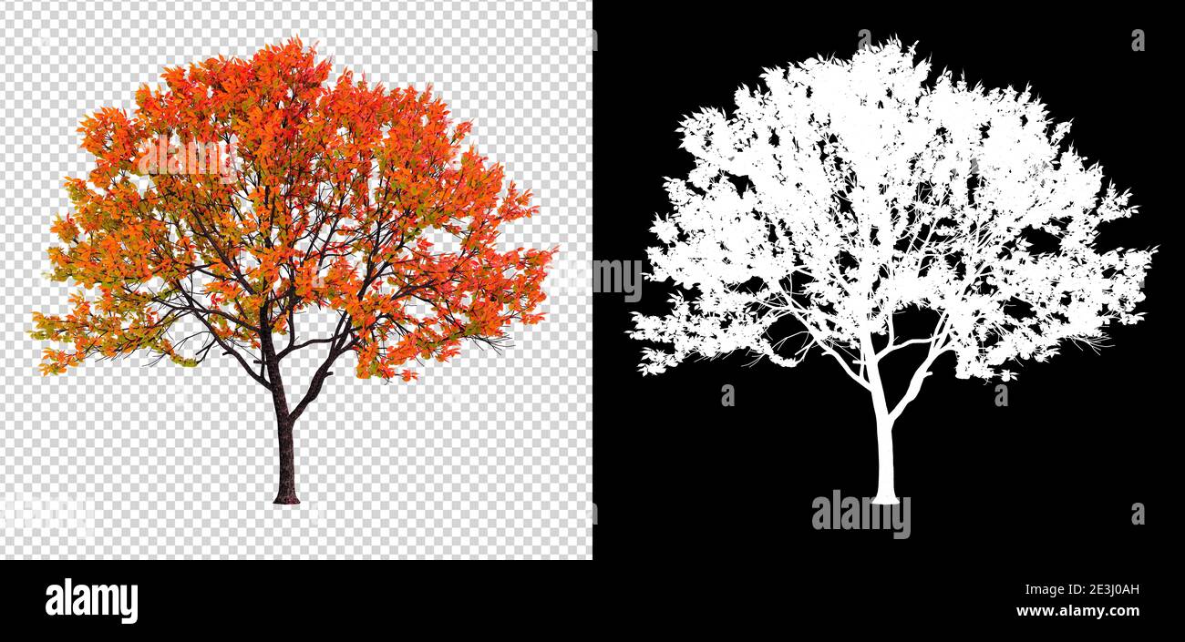 Autumn season tree on transparent background with clippings path, 3D ...
