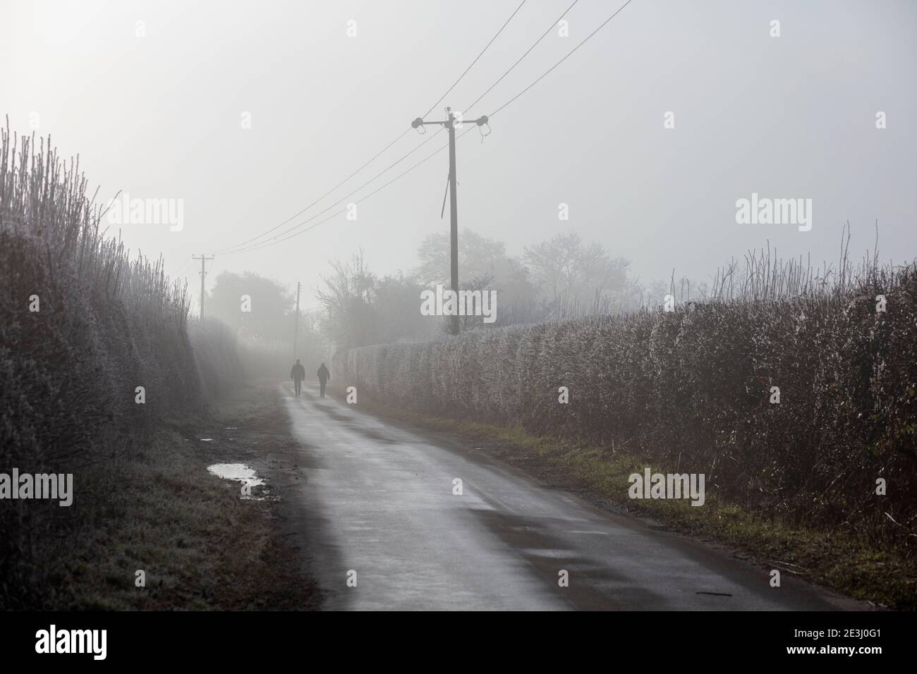 Two walkers on misty morning winter country road, Highclere, Hampshire, England, United Kingdom, Europe Stock Photo