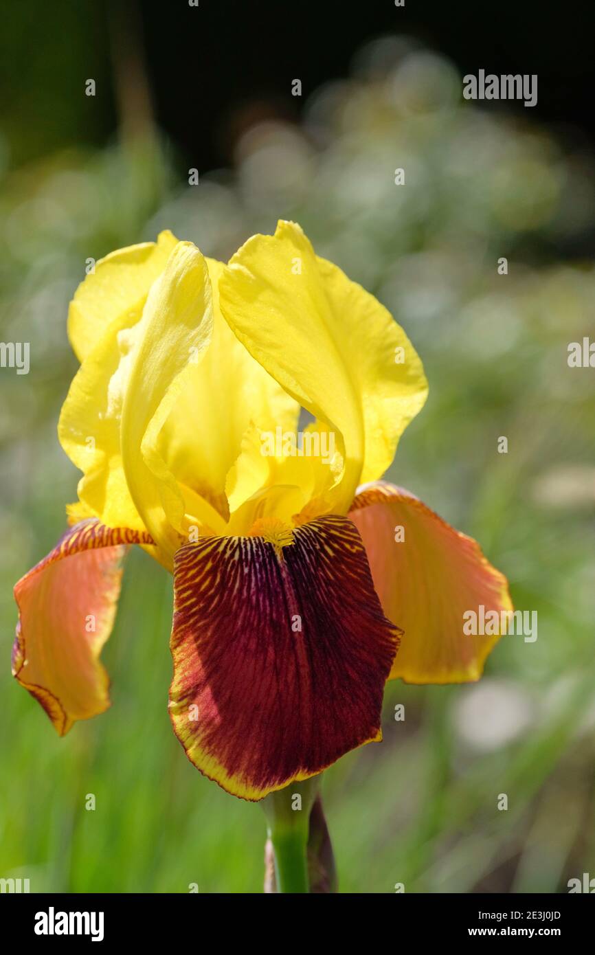 Iris 'Rajah'. Tall bearded iris 'Rajah', German iris 'Rajah', Iris 'Rajah Brooke. Yellow standards that sit up on brown fall petals Stock Photo