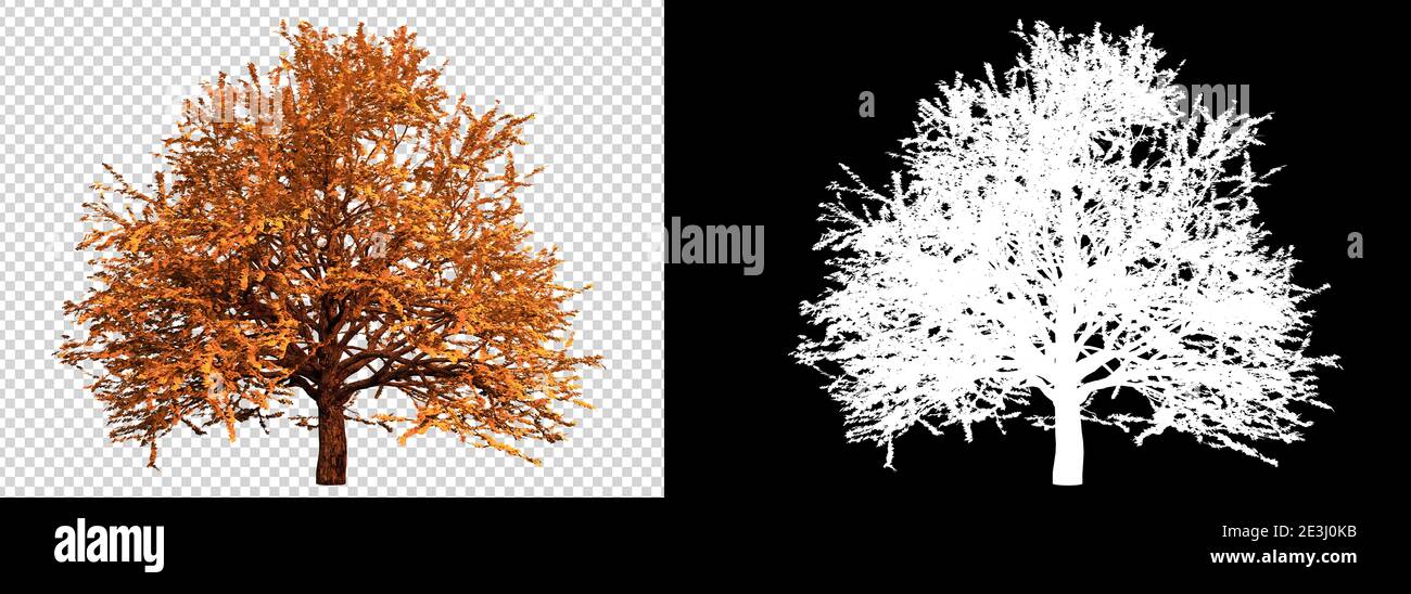 Autumn season tree on transparent background with clippings path, 3D ...