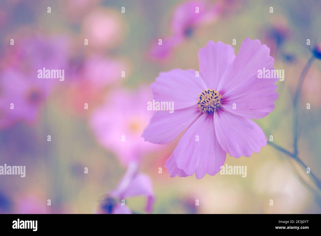Cosmos flower sunset vintage hi-res stock photography and images - Alamy