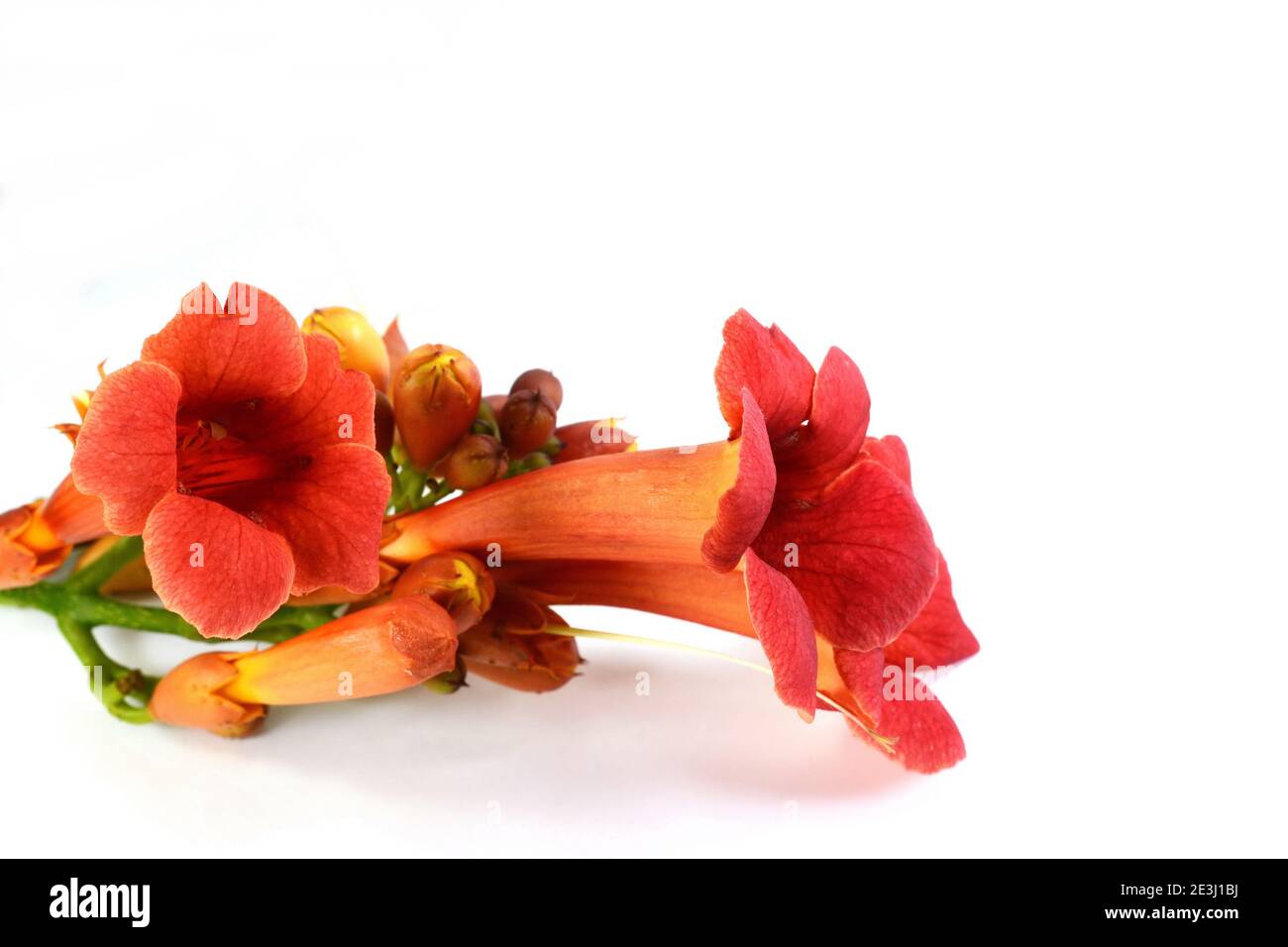 Red flowers of trumpet creeper climber vine Campsis radicans isolated