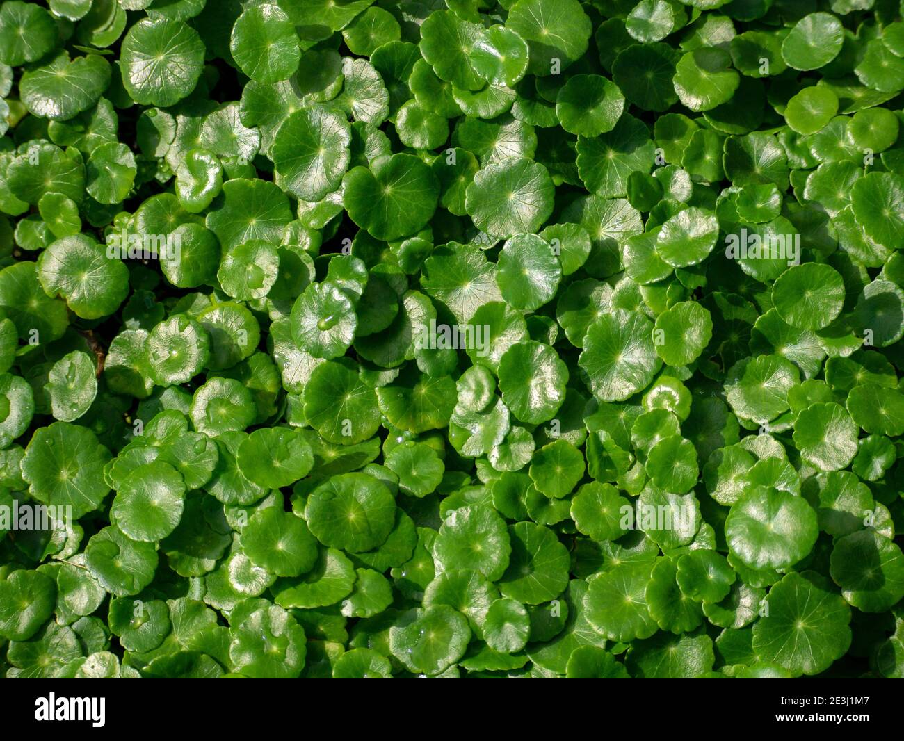 Hydrocotyle vulgaris, also known as marsh pennywort, common pennywort, water naval, money plant, lucky plant or copper coin. Stock Photo