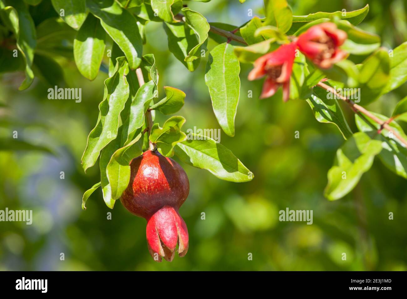 Pomegranate fruit on a tree in a garden on the Crimea peninsula, Russia Stock Photo