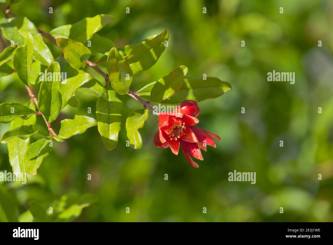 Blooming pomegranate in the garden of Crimea, Russia Stock Photo