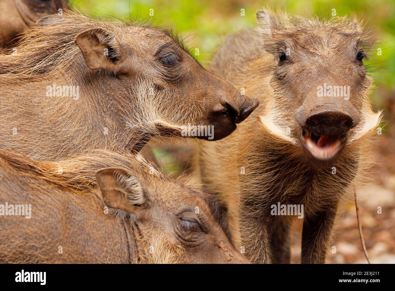A family of warthogs in the Kruger Park. Stock Photo
