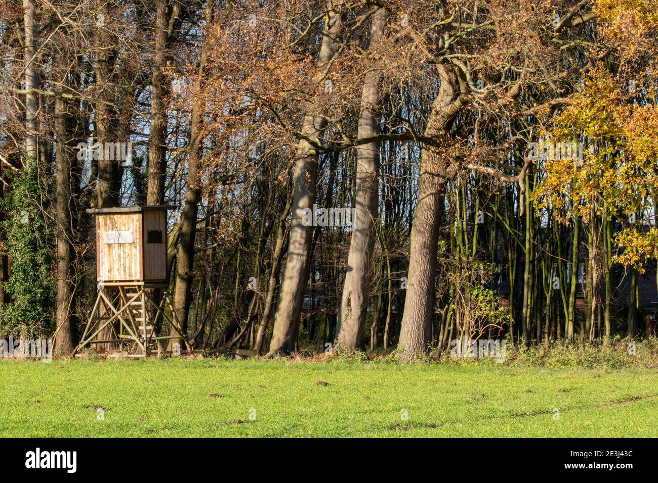 Wooden raised hide at the edge of the forest as a hide for hunters and for animal observation. Stock Photo