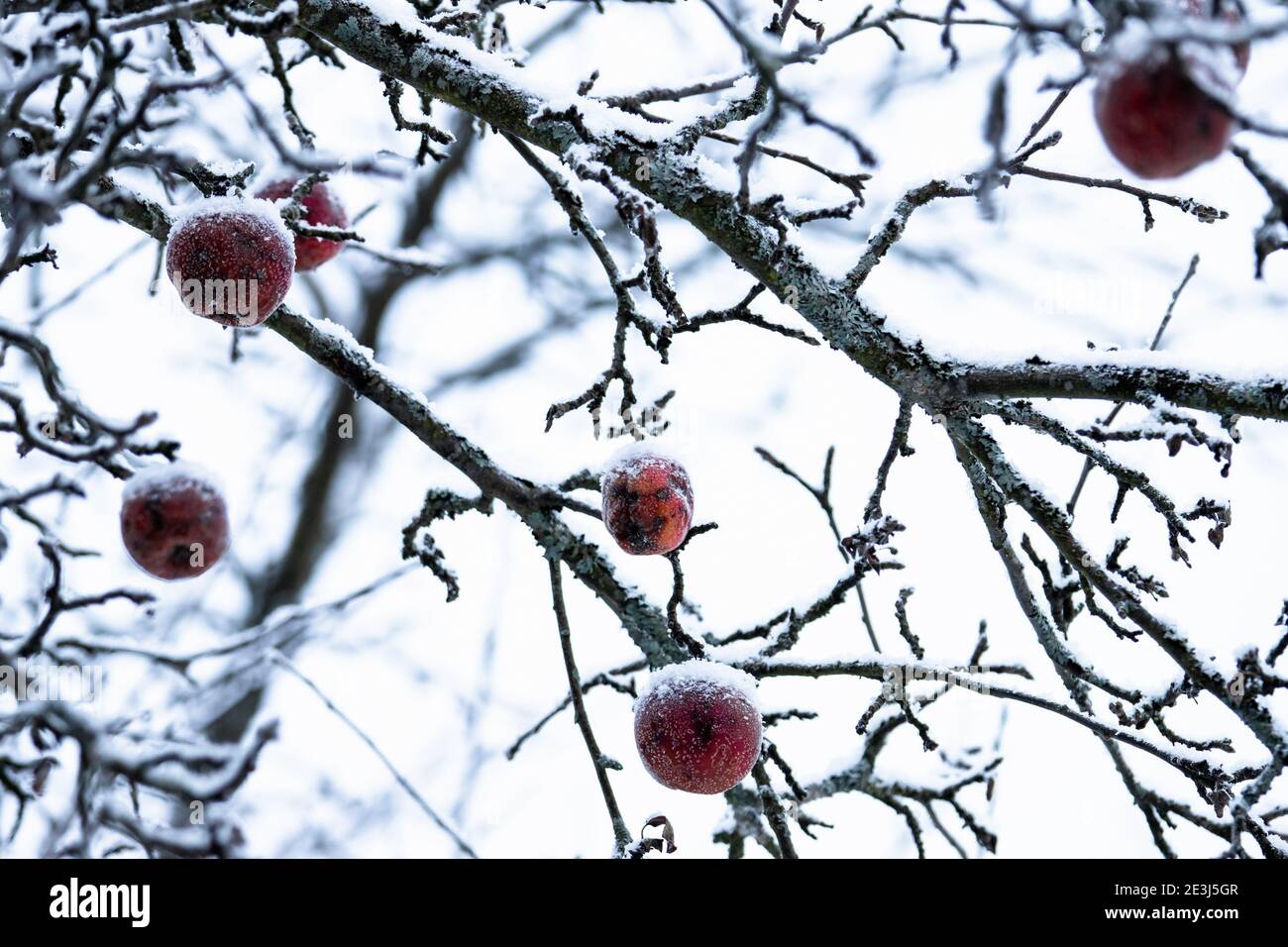 Close up frozen frosty leafless hi-res stock photography and images - Alamy