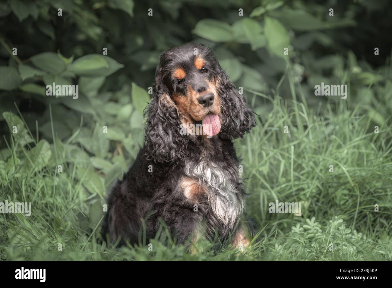 Tri color english cocker spaniel sales