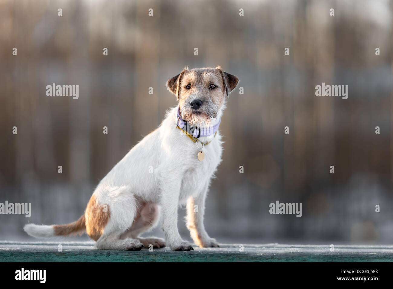 Portrait of young dog of parson russell terrier breed sitting on bench outdoors Stock Photo
