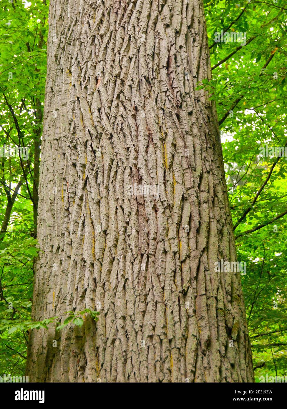 Detailed view of tree trunk with rough bark Stock Photo