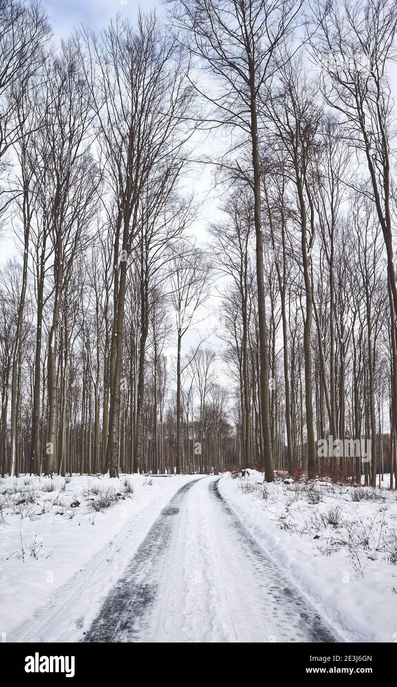 Road in beech forest during snowy winter. Stock Photo