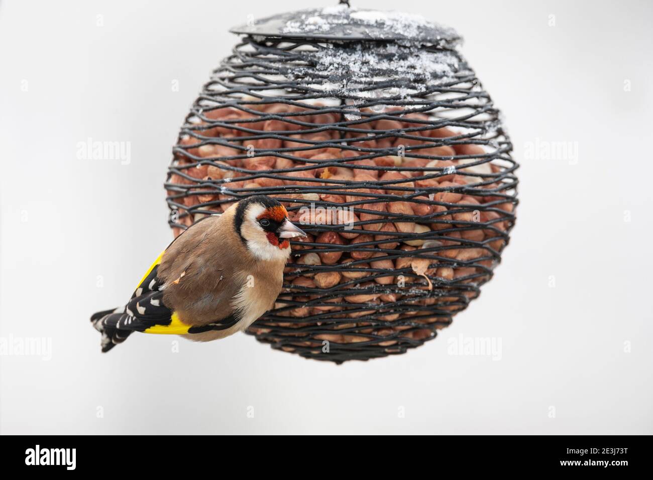 Goldfinch (Carduelis carduelis) on peanut feeder, Northumberland national park, UK Stock Photo