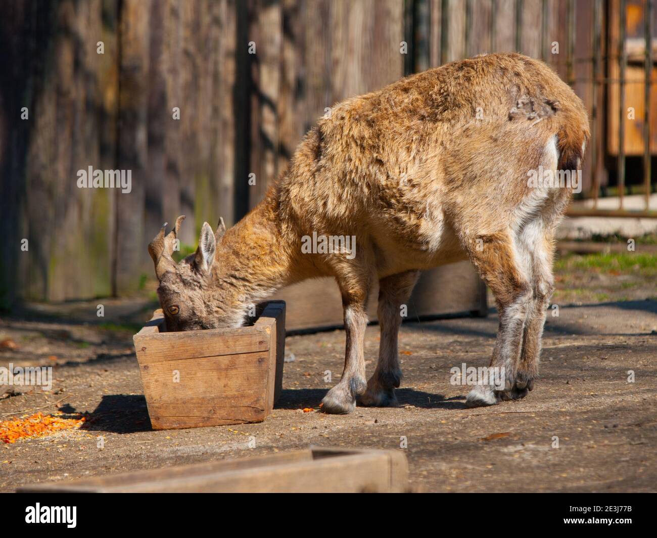 Young tadjik markhor at a feeding rack in the zoo Stock Photo