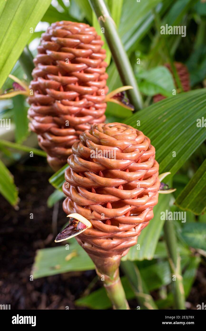 Flowers growing out of the side of beehive-like structures composed of bracts. Zingiber spectabile. beehive ginger, Ginger wort or Malaysian ginger. Stock Photo