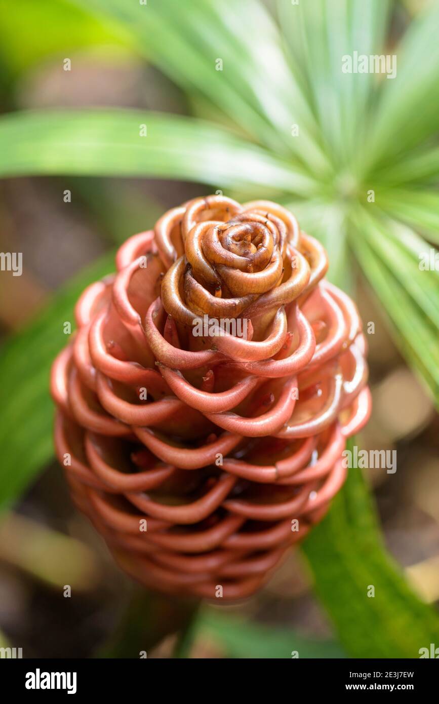 Beehive-like structures composed of bracts. Zingiber spectabile. beehive ginger, Ginger wort or Malaysian ginger. Stock Photo