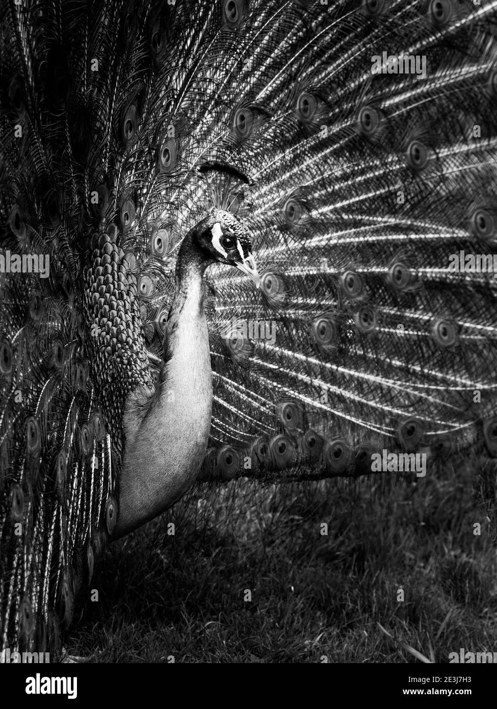 Close-up portrait of peacock with spread feathers. Low key image. Black and white image. Stock Photo
