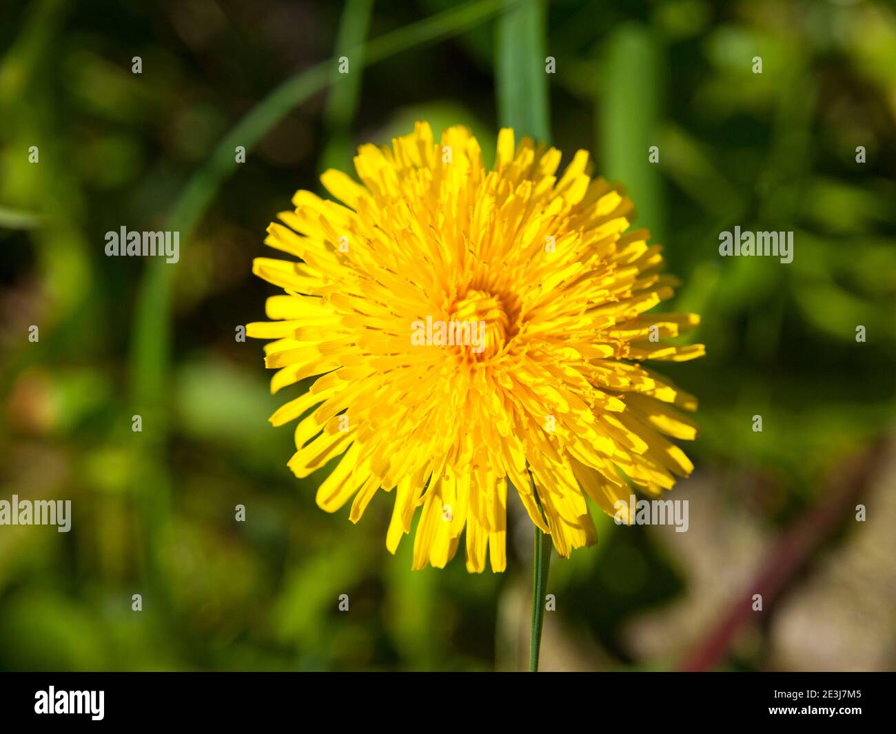 Stem dandelion flower pattern hi-res stock photography and images - Alamy