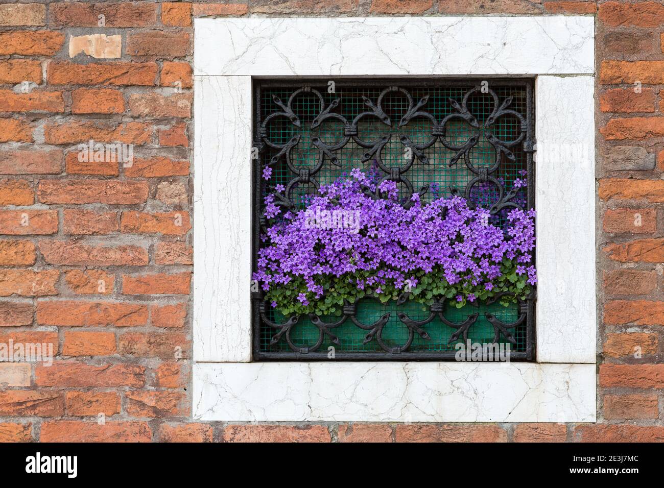 Violet flowers of Dalmation bellflower Campanula portenschlagiana looking through window grill, Venice, Italy Stock Photo