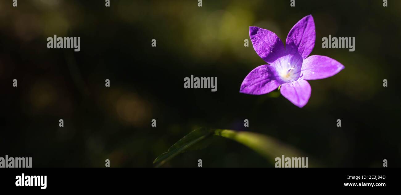 Pink wildflower hi-res stock photography and images - Alamy