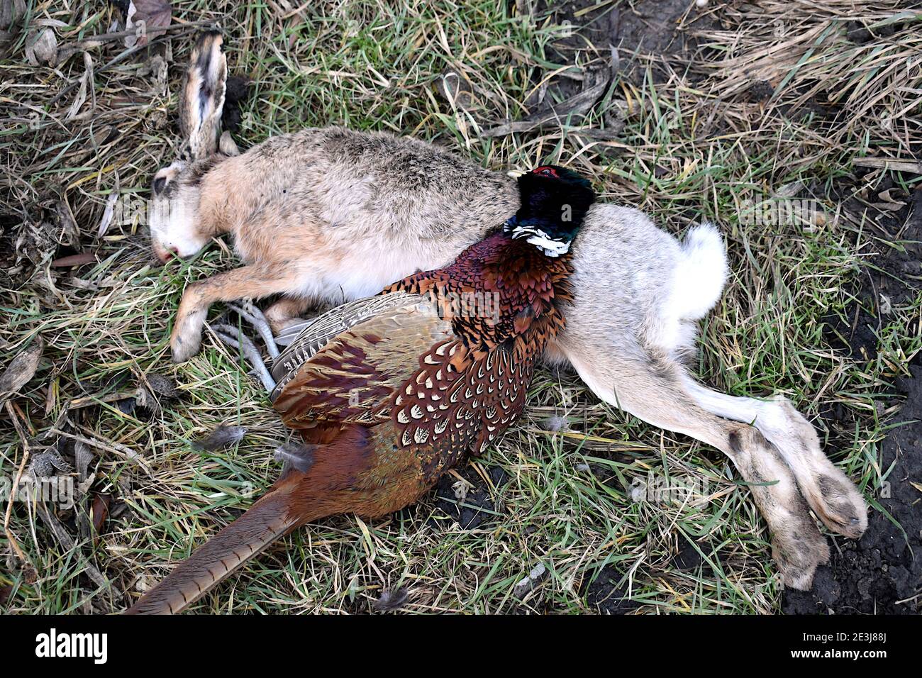 Pheasant and rabbit shot during hunt Stock Photo