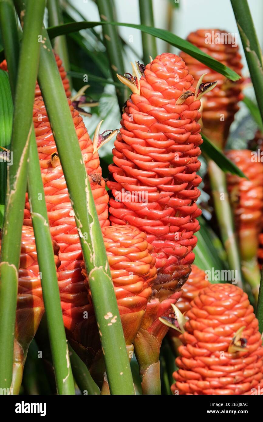 Flowers growing out of the side of beehive-like structures composed of bracts. Zingiber spectabile. beehive ginger, Ginger wort or Malaysian ginger. Stock Photo