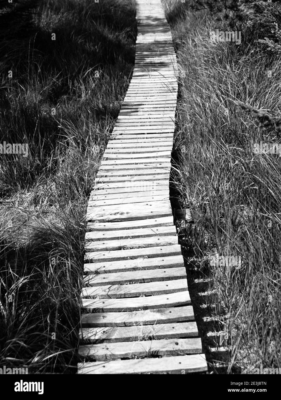 Narrow wooden hiking trail in the grass of peat bog area, Georgenfelder Hochmoor, Germany, black and white image Stock Photo