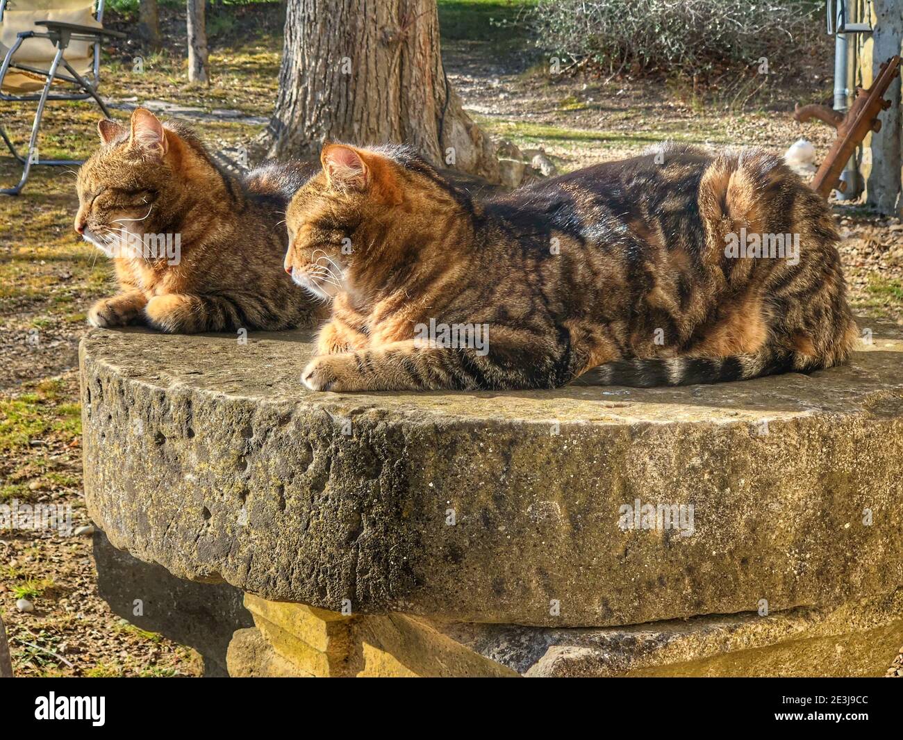 Calm cats hires stock photography and images Alamy