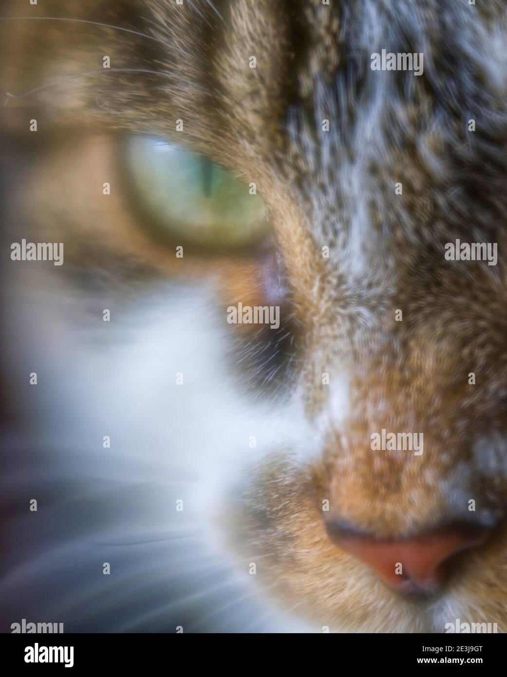 Tabby and white markings hi-res stock photography and images - Alamy