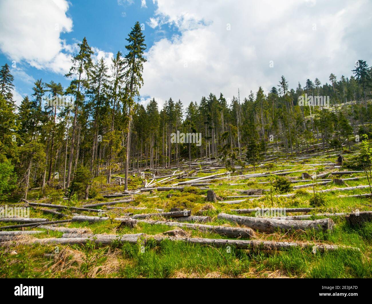 Windfall in coniferous forest after strong devastating strom Stock Photo
