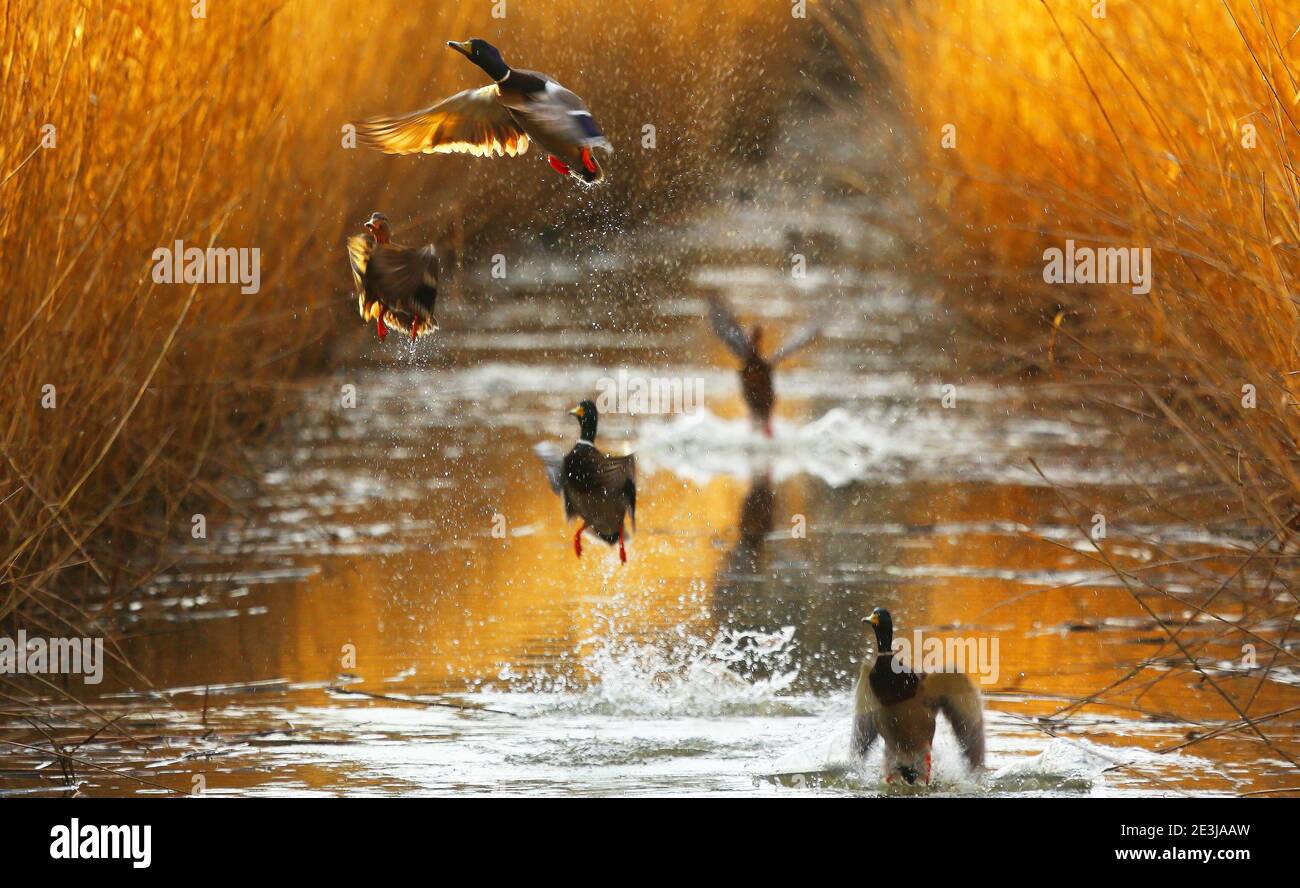 Mallards soaring in winter. The beautiful and special duck picture also works with its impressive colors and the play of sharpness and blurring. Stock Photo