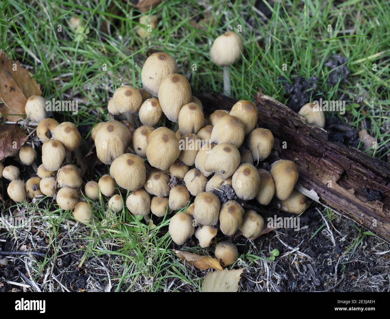 a cluster of wild mushrooms growing in a lawn Stock Photo Alamy