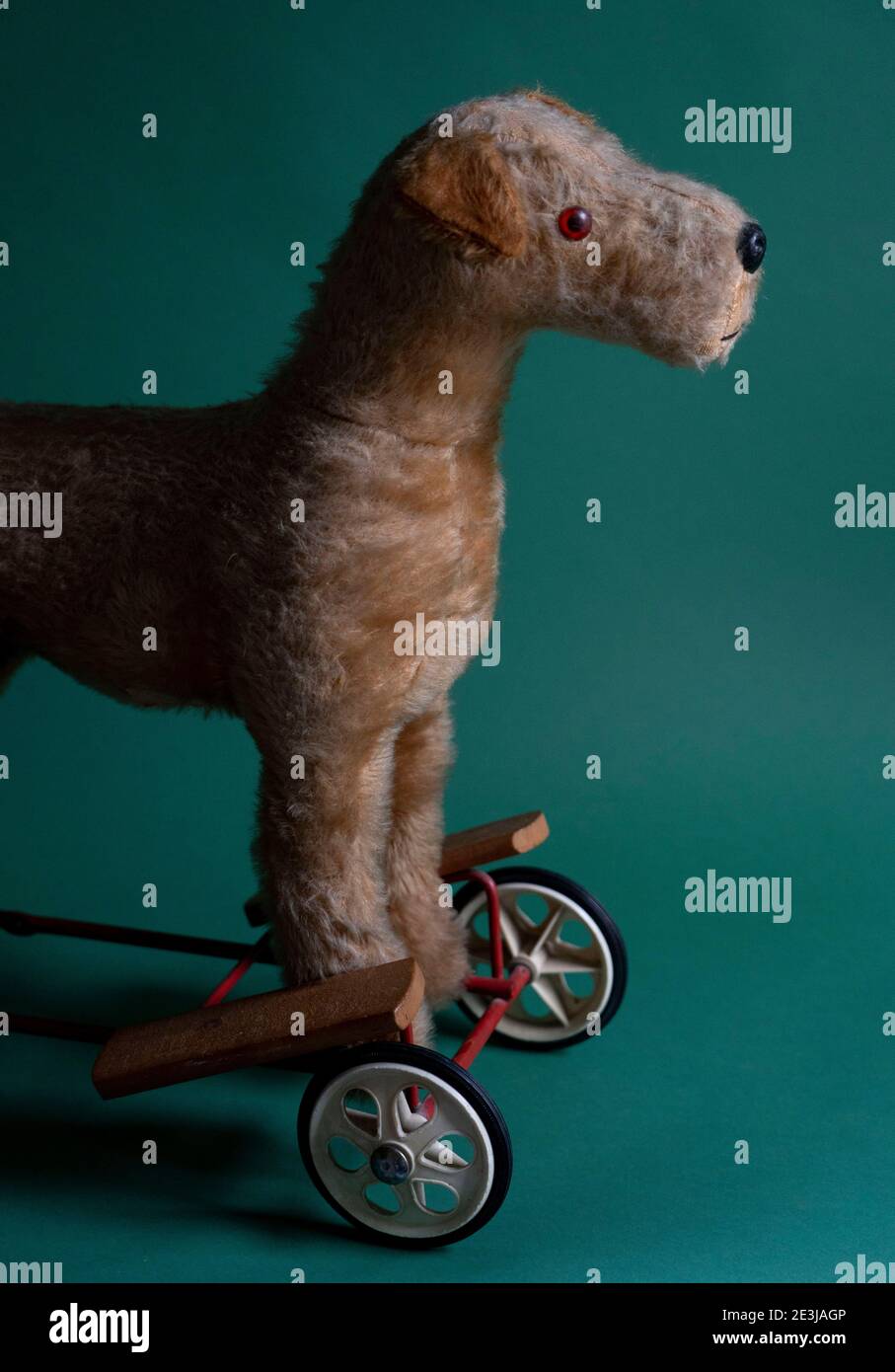 A vintage Irish Terrier Push Along Dog Walker Toy from the 1950s made