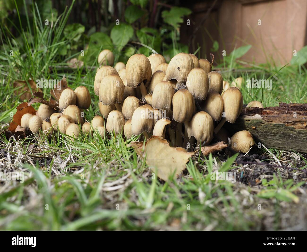 Cluster mushrooms hires stock photography and images Alamy
