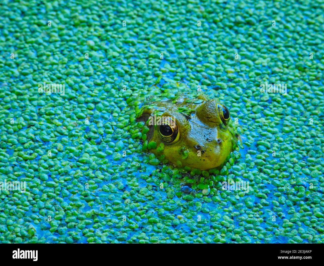 Frog in a pond: An extreme closeup of bullfrog sits looking away in a shallow pond filled with a duckweed growth on the surface Stock Photo