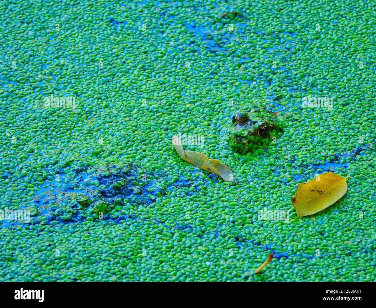 Frog in a pond: A bullfrog sits in a shallow pond filled with a duckweed growth on the surface while its eyes, nose and ears are visible Stock Photo